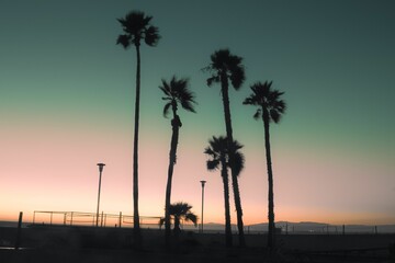 Beautiful view of tall palm trees on a beach during sunset