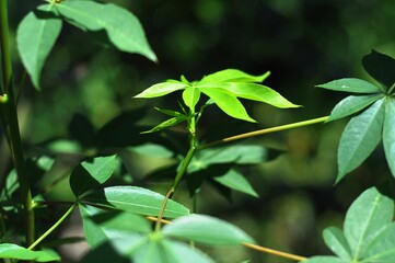 Selective focus of green Toddalia plant growing in sunlight