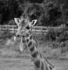 Obraz premium Giraffe (Giraffa camelopardalis) is an African even-toed ungulate mammal, the tallest of all extant land-living animal species, and the largest ruminant.