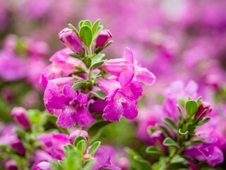 Selective focus of purple Petunia flowers growing on a green bush