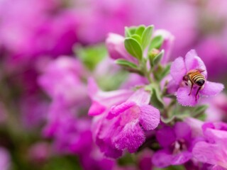 Selective focus of a bee pollinating purple Petunia flowers growing on a green bush