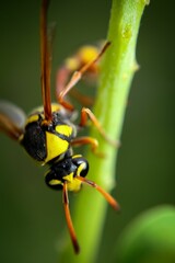 Close up of a wasp (Vespidae) on a plant stem and natural blurred background
