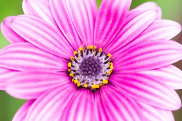 Fototapeta premium Macro of a beautiful pink African daisy