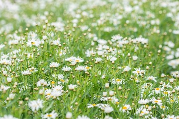Shallow focus of beautiful common daisies captured in a field