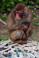 Fototapeta premium Japanese macaque Macaca fuscata, also known as the snow monkey, is a terrestrial Old World monkey species that is native to Japan.