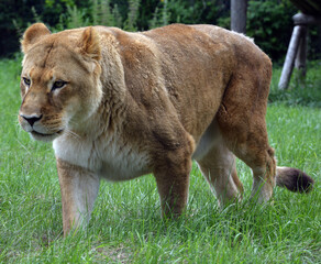 Lion is one of the four big cats in the genus Panthera, and a member of the family Felidae. With some males exceeding 250 kg (550 lb) in weight, it is the second-largest living cat after the tiger