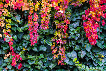Colorful climbing plants among green leaves in autumn