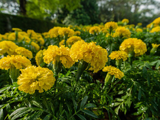 Close-up shot of yellow tagetes flowers growing in the garden