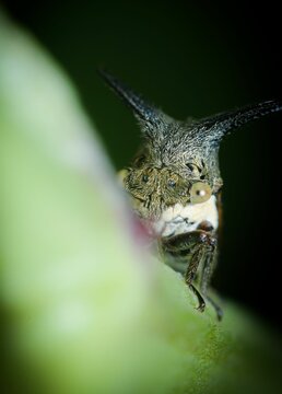 Close up of a Centrotus cornutus treehopper on a plant and blurred background