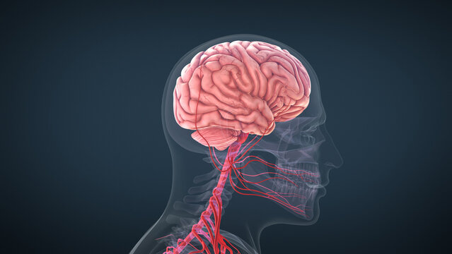 The human brain medical concept