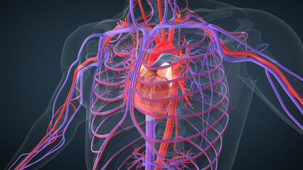 Human heart anatomy medical concept