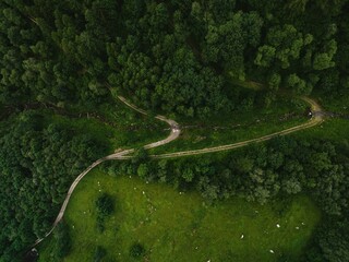 Dense lush green trees in the forest on the hill with winding roads from a bird's eye view