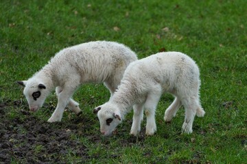 Fototapeta premium Young twin lambs eating a grass in meadow, Westphalia, Germany