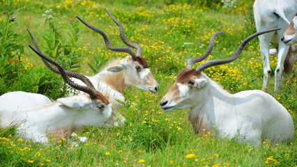 The addax (Addax nasomaculatus), also known as the white antelope and the screwhorn antelope, is an...