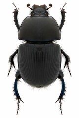 Geotrupes spiniger beetle specimen