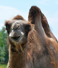 Camel  is an ungulate within the genus Camelus, bearing distinctive fatty deposits known as humps on its back. There are 2 species of camels: the dromedary l has a 1 hump, and the bactrian has 2 humps
