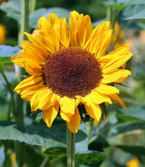 The sunflower is an annual plant native to the Americas. It possesses a large inflorescence, and its name is derived from the flower's shape and image, which is often used to depict the sun.