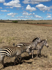 zebra in the savannah