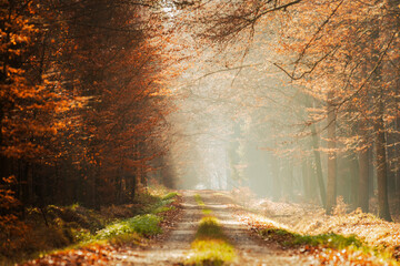 Jesień i mglisty poranek w magicznym lesie. Aleja leśna w porannym słońcu. Kolorowe jesienne liście na drzewach. Promienie wschodzącego słońca.	