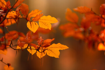 Pomarańczowe i żółte liście na drzewie buka. Jesienne kolorowe listki w porannym świetle. Rozmyte tło. - obrazy, fototapety, plakaty