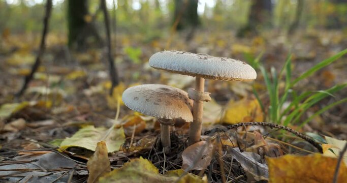 Macrolepiota procera mushroom in the forest