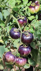 'Brad's atomic grape' is a Tomato variety in the Solanum genus with a scientific name of Solanum...