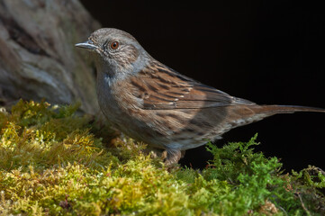 Dunnock (Prunella modularis) resting in the forest in winter.