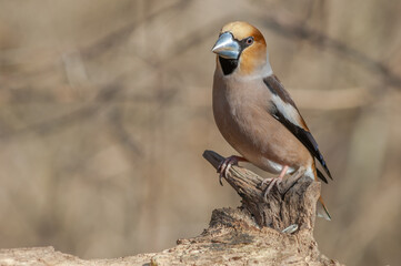 Hawfinch (Coccothraustes coccothraustes) resting on a branch in the forest in winter.