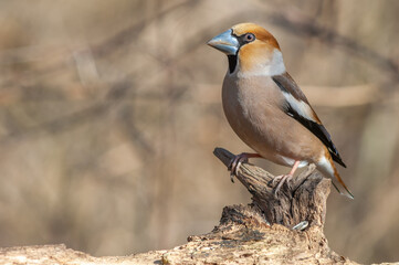 Hawfinch (Coccothraustes coccothraustes) resting on a branch in the forest in winter.