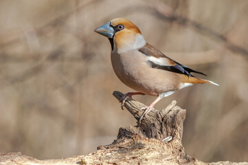 Hawfinch (Coccothraustes coccothraustes) resting on a branch in the forest in winter.