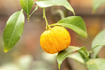 Ripe citron fruit on a branch in the garden. Harvest Concept