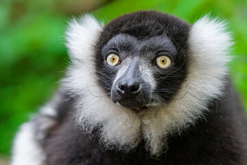 Black and White Ruffed Lemur,Varecia variegata,Lemur in a green grass,