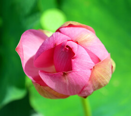 Lotus flower Nelumbo nucifera, known by a number of names including Indian Lotus, Sacred Lotus, Bean of India is a plant in the monogeneric family Nelumbonaceae.