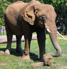 African elephant is elephant of the genus Loxodonta. The genus consists of 2 extant species: the...