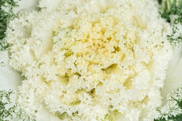 Macro of an ornamental kale, Acephala top view background