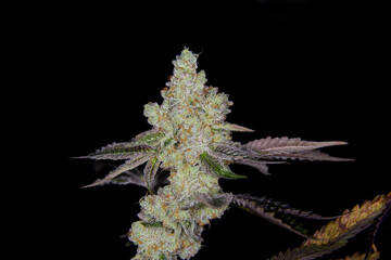 Indoor marijuana flower THC hybrid, indica, sativa.