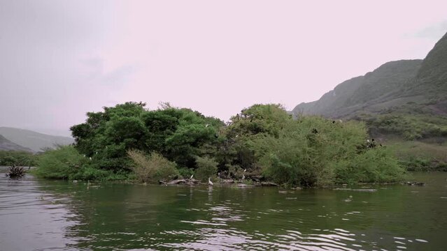 A group of water birds living in the bushes of the Sumidero Canyon