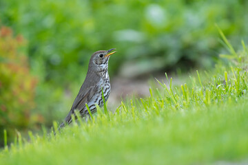 Fototapeta premium Drozd śpiewak, Turdus philomelos