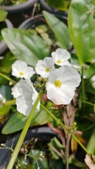Vertical shot of white orchids on a green background of leaves