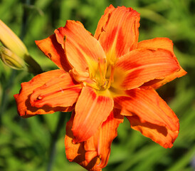 Amaryllis is the only genus in the subtribe Amaryllidinae (tribe Amaryllideae). It is a small genus of flowering bulbs, with two species.