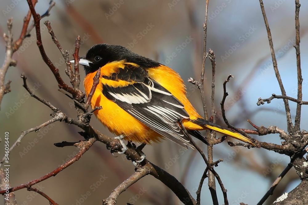 Sticker Closeup of a Baltimore oriole perched on a tree branch against the blurred background