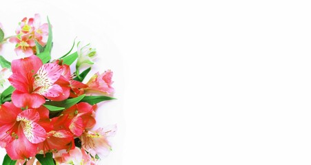 A bouquet of red alstroemeria on a white background. Festive flower arrangement. Background for a greeting card.