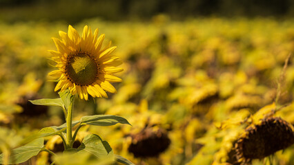 sunflower flowers in a field on a sunny day