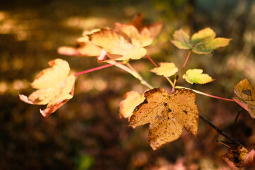 Maple branch with leaves in Autumn