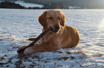 golden retriever puppy in the snow playing and chewing a stick