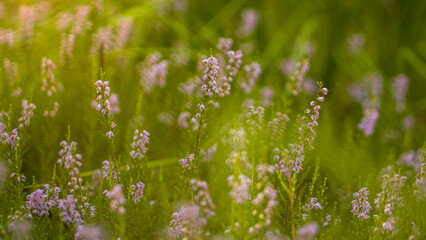 colorful meadow and purple heather flowers