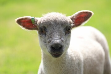 A young Shropshire sheep standing on a green grass
