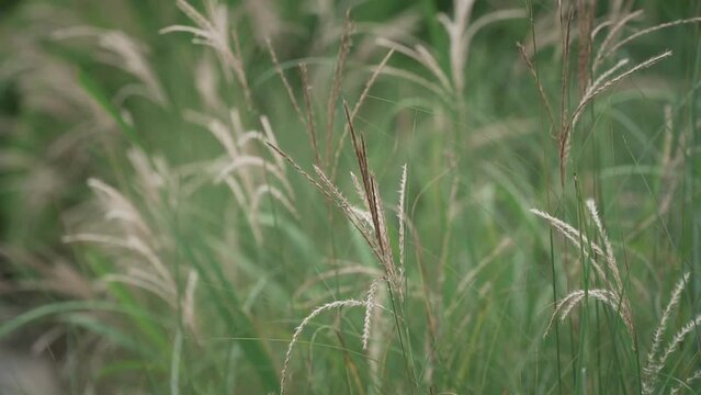 HD of the wheat growing on field