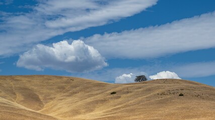 Fototapeta na wymiar Natural landscape of Tejon ranch covered by dried grass with lonely tree in distance under blue sky