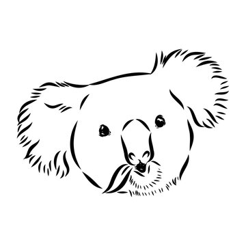 Koala bear animal on tree sketch engraving vector illustration. Scratch board style imitation. Black and white hand drawn image.